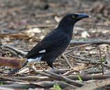 Pied Currawong